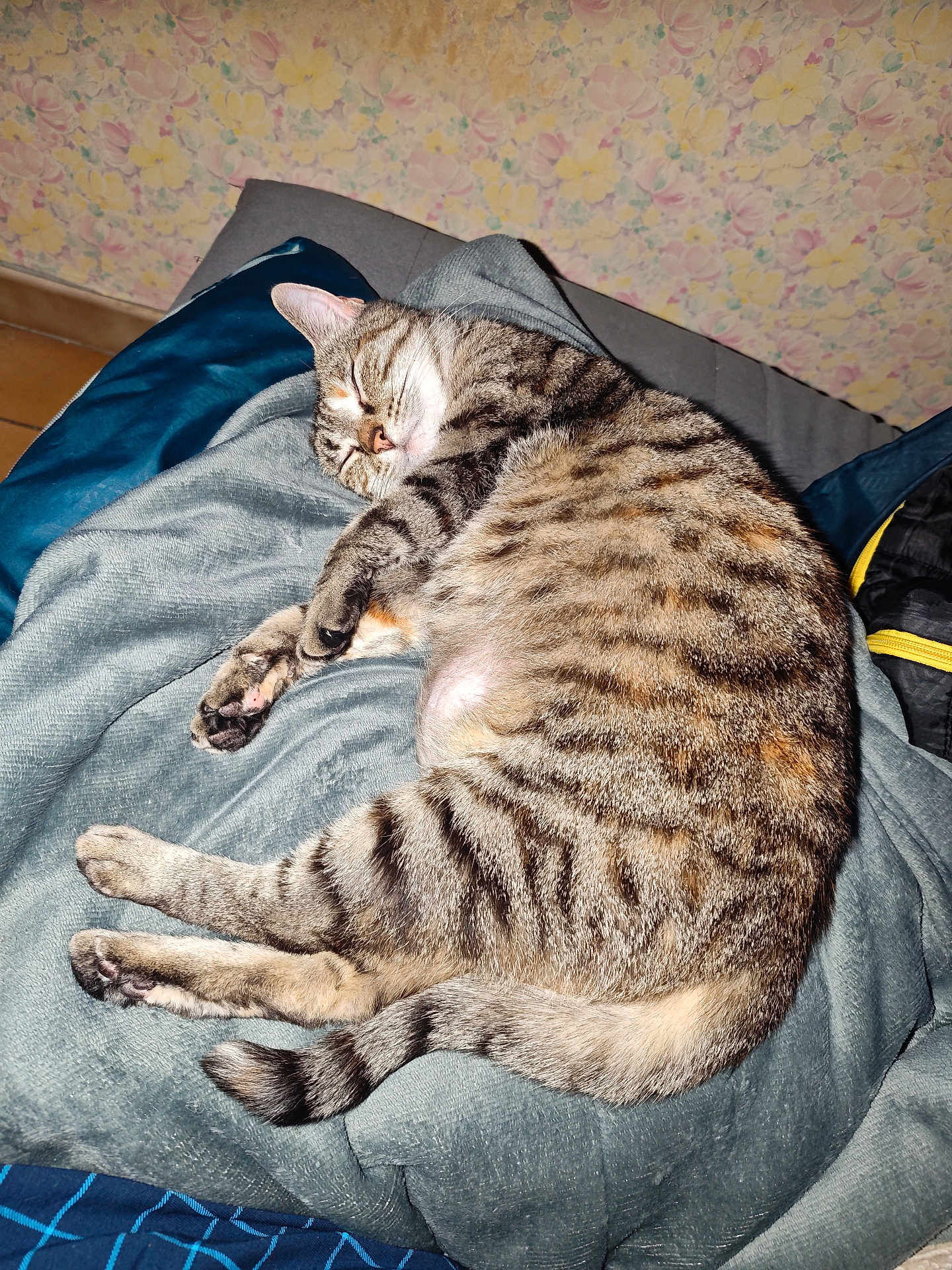 Moumoune participe au concours pour gagner de l'argent avec cette photo : cat, tabby, sleeping, indoor, blanket, feline, fur, striped, cozy, resting, pet, animal, cute, relaxing, comfort, paw, tail, home, wallpaper, soft