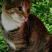 Roussette participe au concours pour gagner de l'argent avec cette photo : animal, cat, curious, cute, flora, fur, garden, greenery, mammal, moss, nature, outdoor, paws, pet, plant, rock, sitting, tabby, whiskers, wildlife