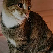 Roussette a rejoint le concours — aidez-le/la à gagner de superbes lots ! cat, tabby, kitten, pet, indoor, sitting, whiskers, paws, white_paws, fur, ears, portrait, close_up, curious, looking_away, bedding, blanket, cozy, domestic_animal, soft_light