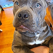Davinci is registered to the contest to win money with this photo: dog, close_up, gray_dog, pet, paw, indoor, wooden_floor, furniture, curious, animal, canine, ears, eyes, snout, person, yellow_shirt, domestic_animal, companionship, home, cute
