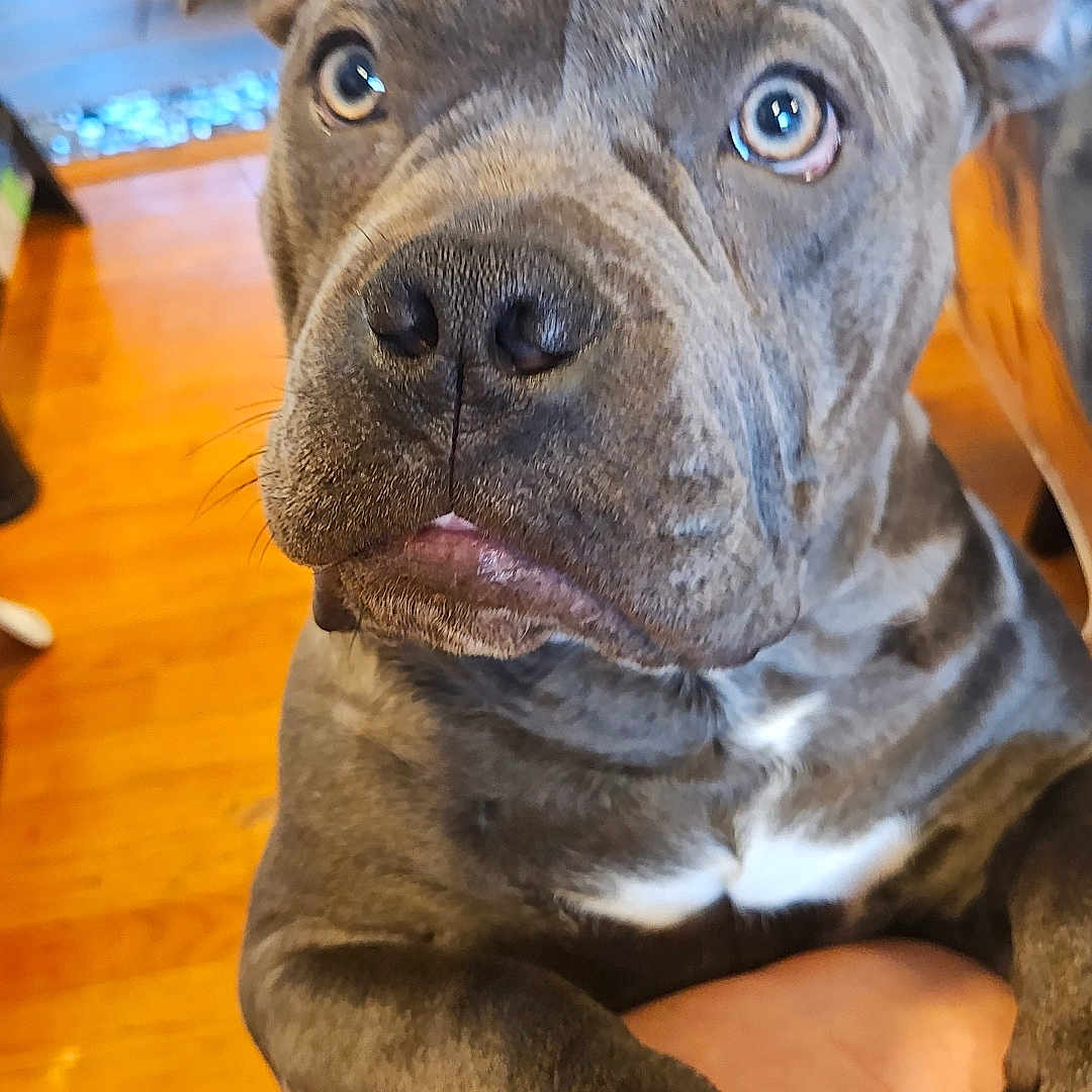 Davinci is registered to the contest to win money with this photo: animal, canine, close_up, companionship, curious, cute, dog, domestic_animal, ears, eyes, furniture, gray_dog, home, indoor, paw, person, pet, snout, wooden_floor, yellow_shirt