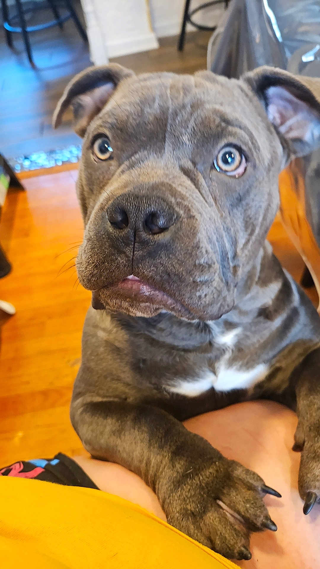Davinci is registered to the contest to win money with this photo: dog, close_up, gray_dog, pet, paw, indoor, wooden_floor, furniture, curious, animal, canine, ears, eyes, snout, person, yellow_shirt, domestic_animal, companionship, home, cute