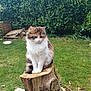 Kittie participe au concours pour gagner de l'argent avec cette photo : cat, fluffy_cat, tree_stump, garden, grass, greenery, bushes, outdoor, nature, animal, pet, feline, wood, calm, curious, sitting, fur, whiskers, daylight, peaceful