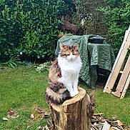 Kittie a rejoint le concours — aidez-le/la à gagner de superbes lots ! cat, calico_cat, tree_stump, grass, garden, bushes, wooden_planks, covered_table, pot, outdoor, nature, feline, pet, animal, fluffy, sitting, calm, daylight, backyard, greenery