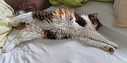Kittie participe au concours pour gagner de l'argent avec cette photo : cat, fluffy, bed, pillow, sleeping, relaxed, indoor, feline, multi-colored, stretched_out, white_bed, cozy, fur, animal, pet, resting, home, comfortable, cute, sleep