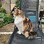 Kittie a rejoint le concours — aidez-le/la à gagner de superbes lots ! cat, fluffy_fur, calico, sitting, chair, outdoor, garden, plants, fence, tail, pet, animal, mesh_chair, wooden_fence, greenery, side_view, calm, nature, backyard, domestic_cat