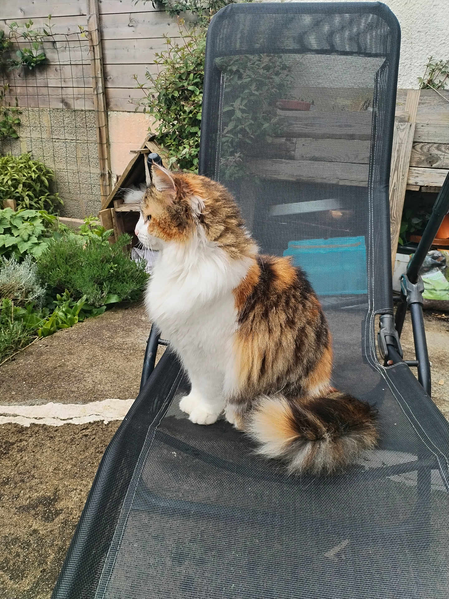 Kittie