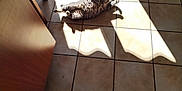 Solo a rejoint le concours — aidez-le/la à gagner de superbes lots ! cat, sunlight, tile_floor, shadow, stretching, indoor, pet, feline, relaxing, warm_light, fur, comfort, home, animal, cozy, pattern, floor, sunbeam, resting, shadows
