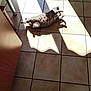 cat, sunlight, tile_floor, shadow, stretching, indoor, pet, feline, relaxing, warm_light, fur, comfort, home, animal, cozy, pattern, floor, sunbeam, resting, shadows