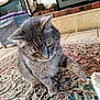 cat, gray_tabby, paw, rug, patterned_rug, indoor, curious, pet, animal, floor, tile_floor, playful, furniture, living_room, cozy, whiskers, fur, home, cute, domestic_cat