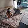 cat, indoor, rug, person, furniture, ottoman, floor, tile, home, animal, pet, cozy, pattern, carpet, legs, socks, living_room, two_cats, tabby_cat, fluffy_cat