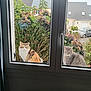cat, window, plants, flowers, bush, outdoor, suburban, car, garden, nature, pet, animal, greenery, house, residential, daytime, curious, two_cats, fauna, quiet
