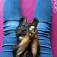 Daisy is registered to the contest to win money with this photo: animal, blue_jeans, casual, covering_face, cozy, cute, dog, fluffy, indoor, jeans, legs, lying_down, orange_trim, paws, pet, pet_clothing, playing, puppy, purple_mat, relaxed