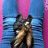 animal, blue_jeans, casual, covering_face, cozy, cute, dog, fluffy, indoor, jeans, legs, lying_down, orange_trim, paws, pet, pet_clothing, playing, puppy, purple_mat, relaxed