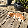 puppy, dog, brown_and_white, wooden_deck, outdoor, sunlight, plant_pot, greenery, gravel, pet, lying_down, small_dog, cute, nature, garden, relaxing, daytime, fur, animal, domestic_animal