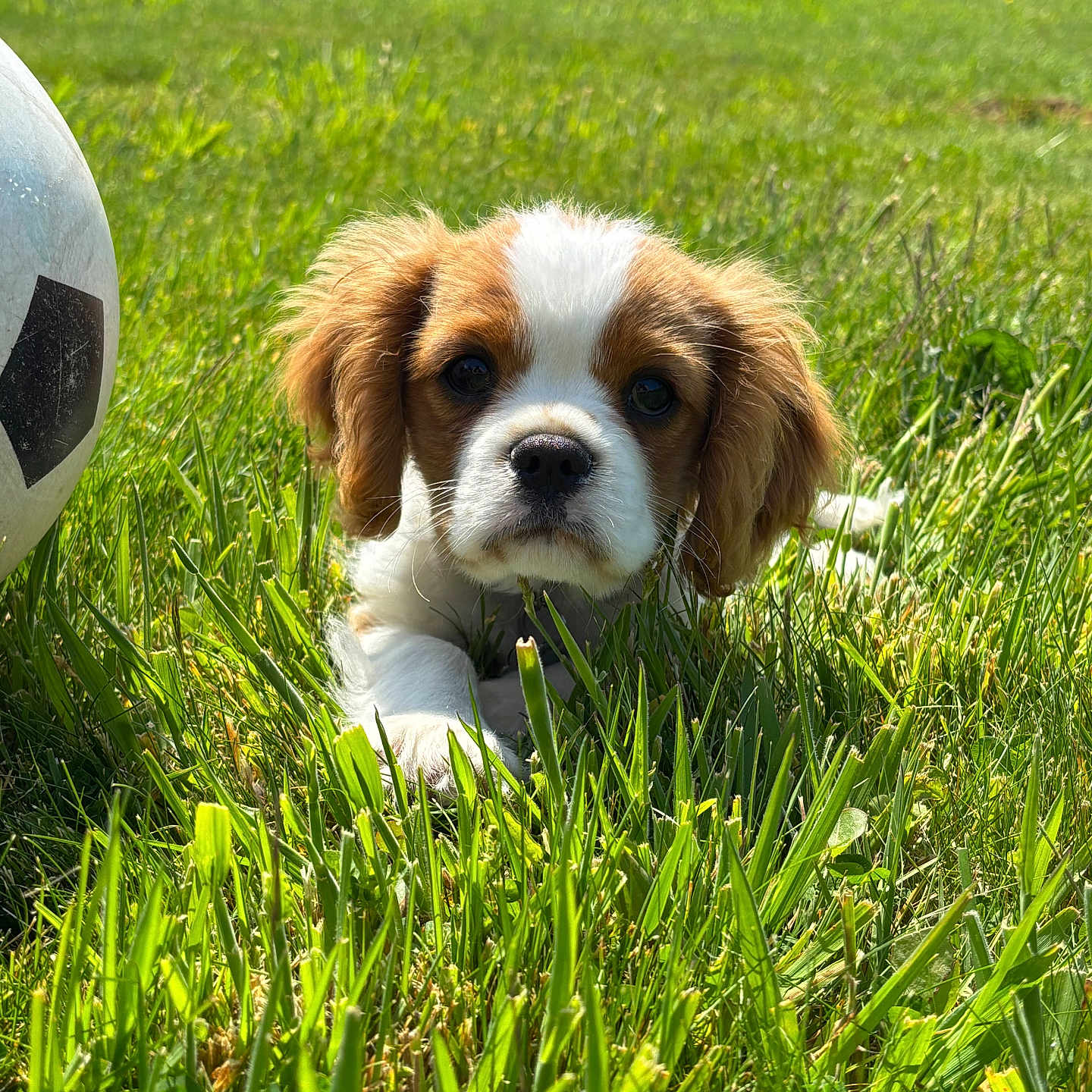 Aïko a rejoint le concours — aidez-le/la à gagner de superbes lots ! adorable, animal, closeup, cute, dog, eye_contact, field, fur, grass, greenery, laying, nature, outdoor, pet, playing, puppy, soccer_ball, summer, sunlight, young_dog