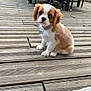 puppy, dog, outdoor, wooden_deck, brown_and_white, pet, sitting, cute, small, collar, furry, animal, young, adorable, domestic_animal, canine, eyes, face, fur, nature