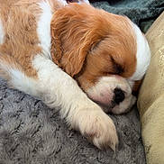 Aïko participe au concours pour gagner de l'argent avec cette photo : adorable, animal, blanket, brown, calm, closeup, cozy, cushion, cute, dog, fur, indoor, nap, pet, puppy, relaxed, rest, sleeping, soft, white