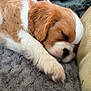puppy, dog, sleeping, cute, fur, pet, cozy, blanket, cushion, rest, nap, soft, brown, white, indoor, closeup, adorable, calm, relaxed, animal