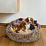 puppy, dog, dog_bed, toy, floor, wooden_floor, white_wall, fluffy, brown_and_white, pet, indoor, cute, small_dog, plush_toy, rope_toy, sitting, looking, household, cozy, animal