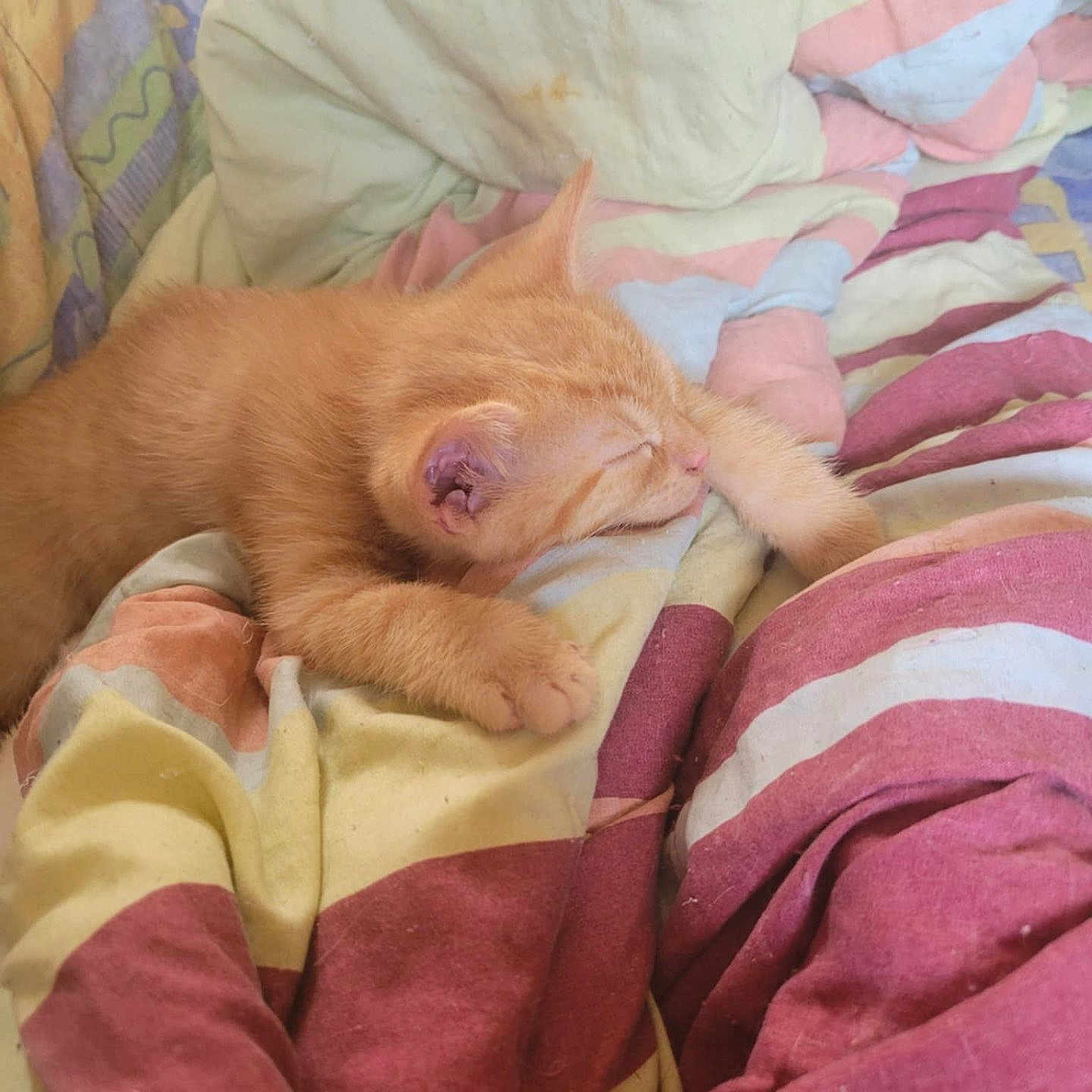 Garfield