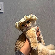 Francis Bob joined the competition — help win amazing prizes! cat, cute, eyes, fluffy, fur, hand, hat, holding, human_hand, indoor, kitten, knit_hat, nose, orange_cat, paws, pet, portrait, soft_light, wall, whiskers