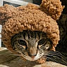animal, brown, cat, close_up, costume, cozy, cute, ears, face, feline, furry, fuzzy, hat, indoor, looking, mammal, pet, portrait, tabby_cat, whiskers