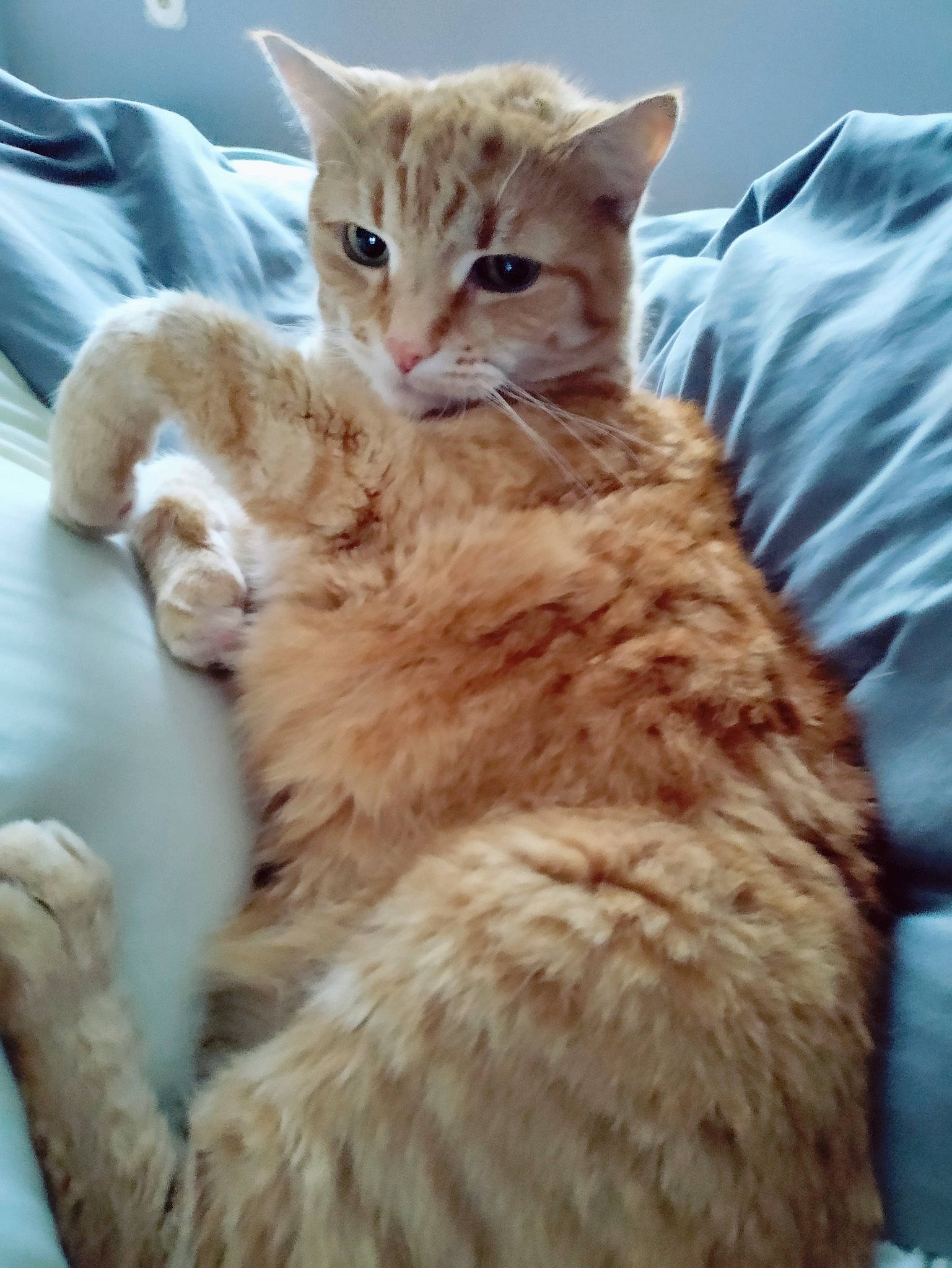 Simba is registered to the contest to win money with this photo: carnivore, cat, claw, comfort, domestic_short_haired_cat, fawn, felidae, fur, gesture, paw, sitting, small_to_medium_sized_cats, snout, tail, terrestrial_animal, whiskers