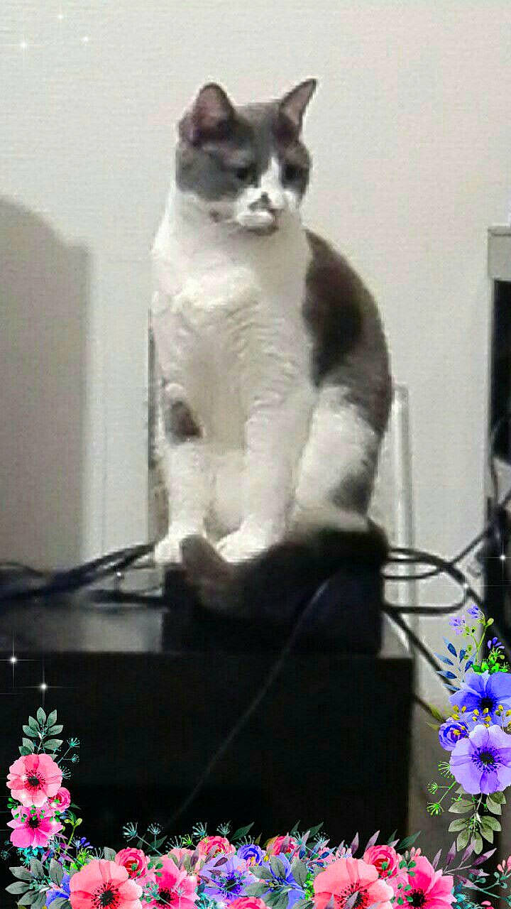 Choupette participe au concours pour gagner de l'argent avec cette photo : aegean_cat, american_wirehair, carnivore, cat, domestic_short_haired_cat, felidae, flower, plant, small_to_medium_sized_cats, whiskers