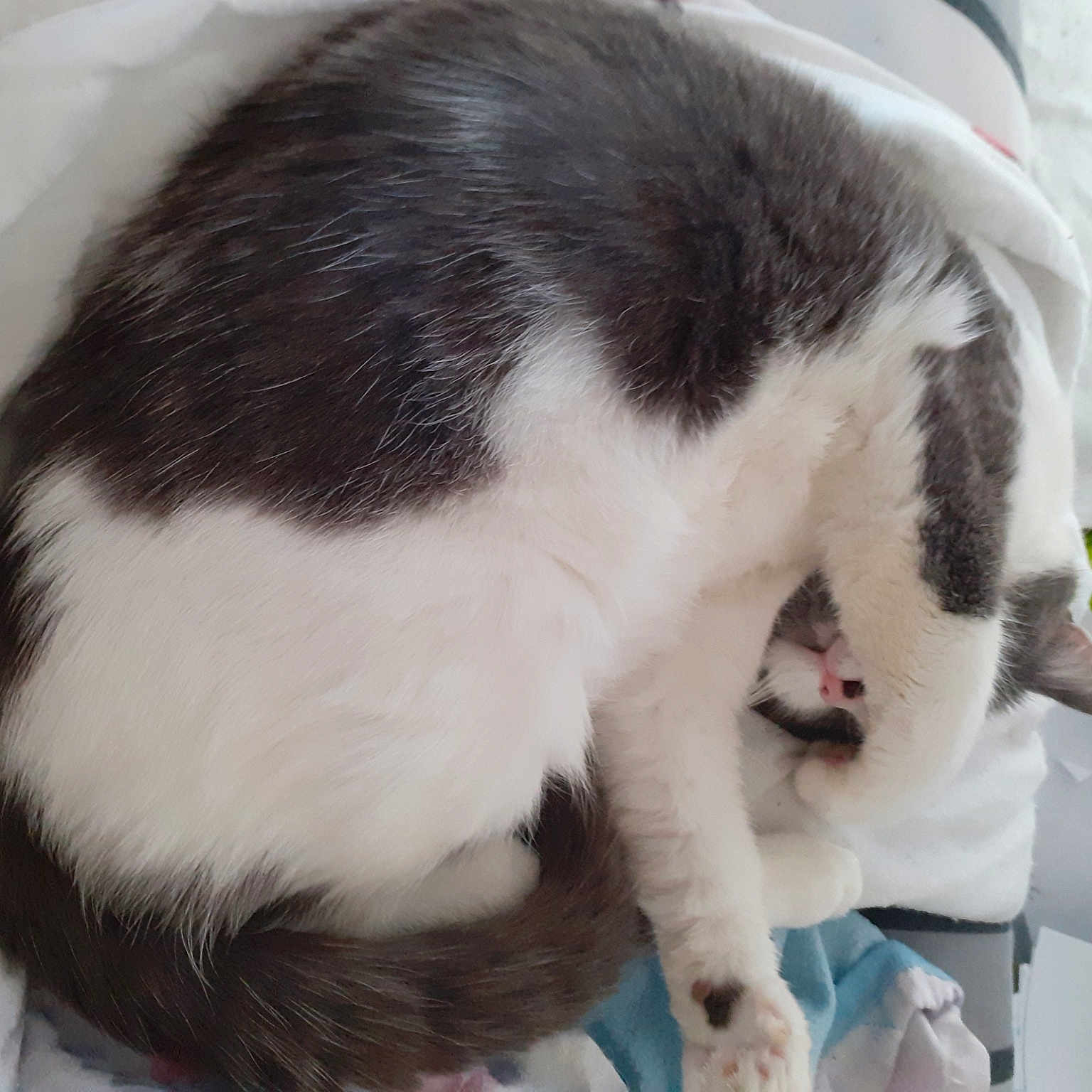 Choupette