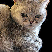 Milo is registered to the contest to win money with this photo: cat, gray_cat, fluffy, close_up, pet, animal, feline, whiskers, ears, fur, cute, portrait, sitting, indoor, domestic_animal, face, eyes, nose, paw, resting