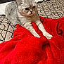 cat, gray_cat, pet, animal, indoor, bed, blanket, red_blanket, stretching, fur, whiskers, ears, eyes, resting, cozy, feline, cute, domestic_cat, home, sleepy