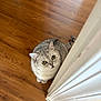 Milo is registered to the contest to win money with this photo: cat, silver_tabby, wooden_floor, door_frame, indoor, pet, curious, feline, looking_up, sitting, domestic_cat, whiskers, ears, flooring, home_interior, animal, cute, close_up, fur, eyes