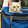 cat, white_cat, blue_bag, pet, curious, indoor, animal, feline, close_up, ears, whiskers, eyes, face, portrait, domestic_animal, soft_fur, sitting, zipper, fabric, background_blur