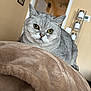 cat, gray_cat, feline, pet, indoor, blanket, soft_texture, close_up, curious_look, home_interior, wall, doorway, lamp, cozy, animal, fur, whiskers, ears, yellow_eyes, portrait