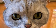 Milo joined the competition — help win amazing prizes! cat, close_up, whiskers, curious, indoor, window, greenery, pet, feline, face, ears, fur, animal, looking, domestic, home, focus, nose, eyes, soft_light