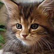 Ava participe au concours pour gagner de l'argent avec cette photo : kitten, cat, tabby, close_up, paw, whiskers, fur, eyes, face, pet, animal, indoor, soft_surface, blurred_background, greenery, home_decor, resting, young, cute, feline