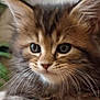 kitten, cat, tabby, close_up, paw, whiskers, fur, eyes, face, pet, animal, indoor, soft_surface, blurred_background, greenery, home_decor, resting, young, cute, feline