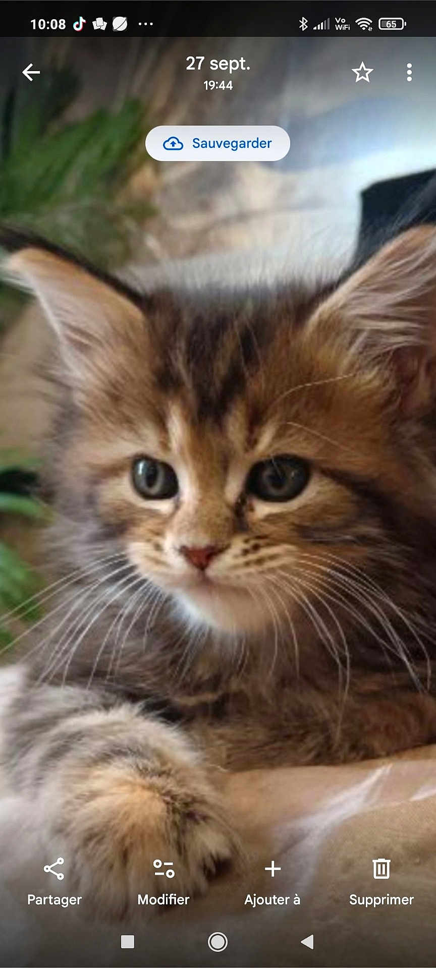 Ava participe au concours pour gagner de l'argent avec cette photo : kitten, cat, tabby, close_up, paw, whiskers, fur, eyes, face, pet, animal, indoor, soft_surface, blurred_background, greenery, home_decor, resting, young, cute, feline