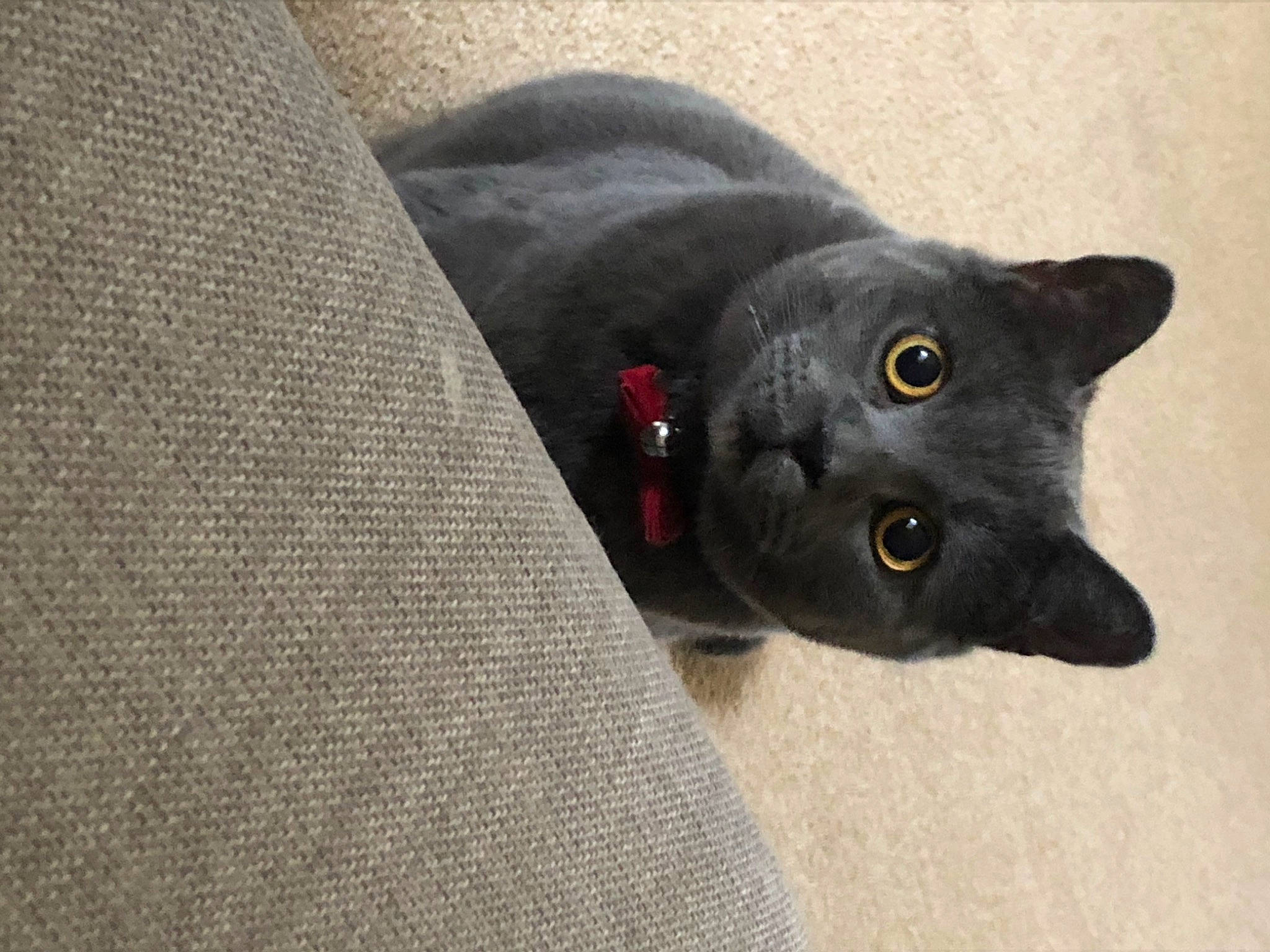 Gus is registered to the contest to win money with this photo: black_cat, bombay, carnivore, cat, domestic_short_haired_cat, felidae, fur, grey, small_to_medium_sized_cats, snout, tail, whiskers