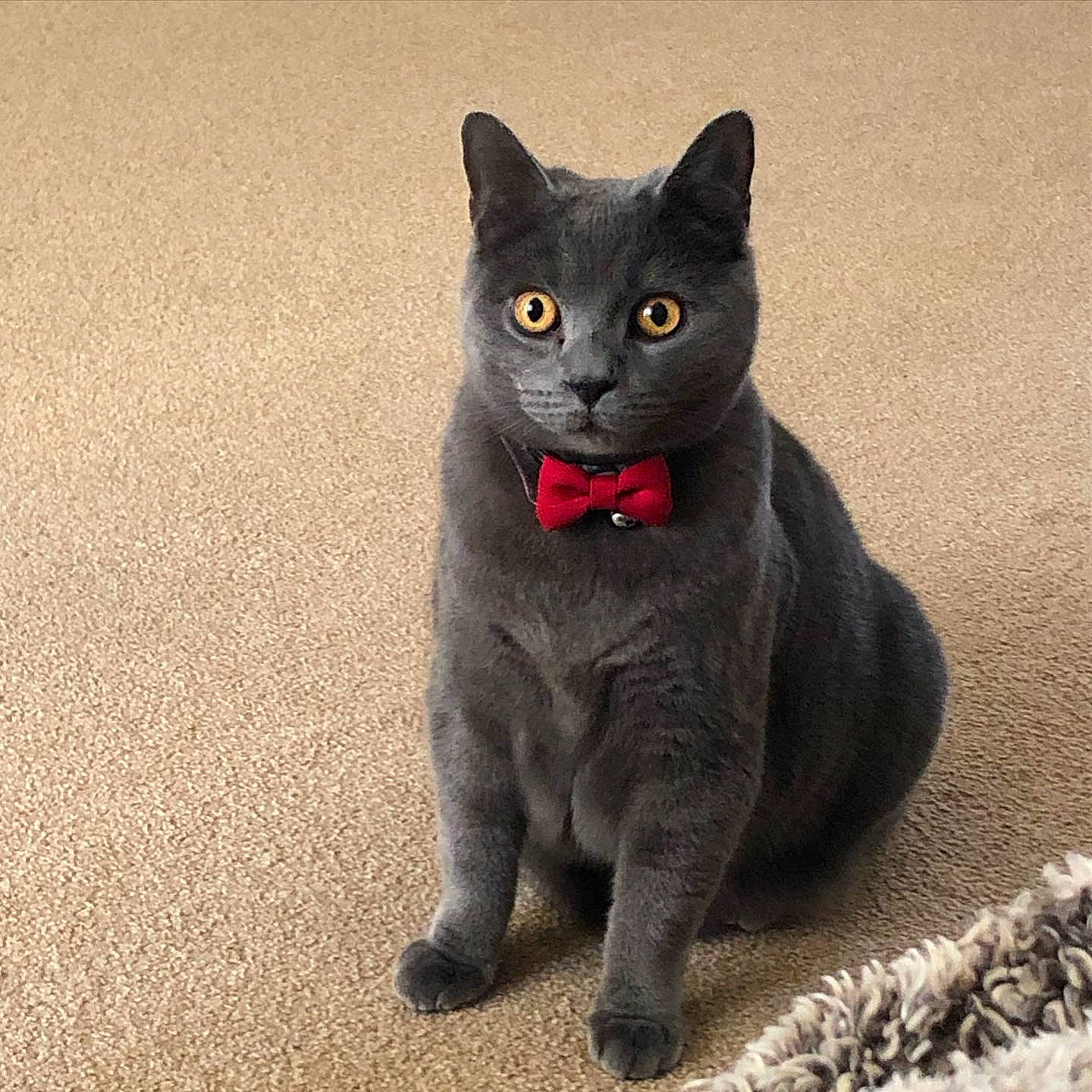 Gus is registered to the contest to win money with this photo: black_cat, bombay, carnivore, cat, domestic_short_haired_cat, felidae, fur, grey, russian_blue, small_to_medium_sized_cats, snout, tail, terrestrial_animal, whiskers, window