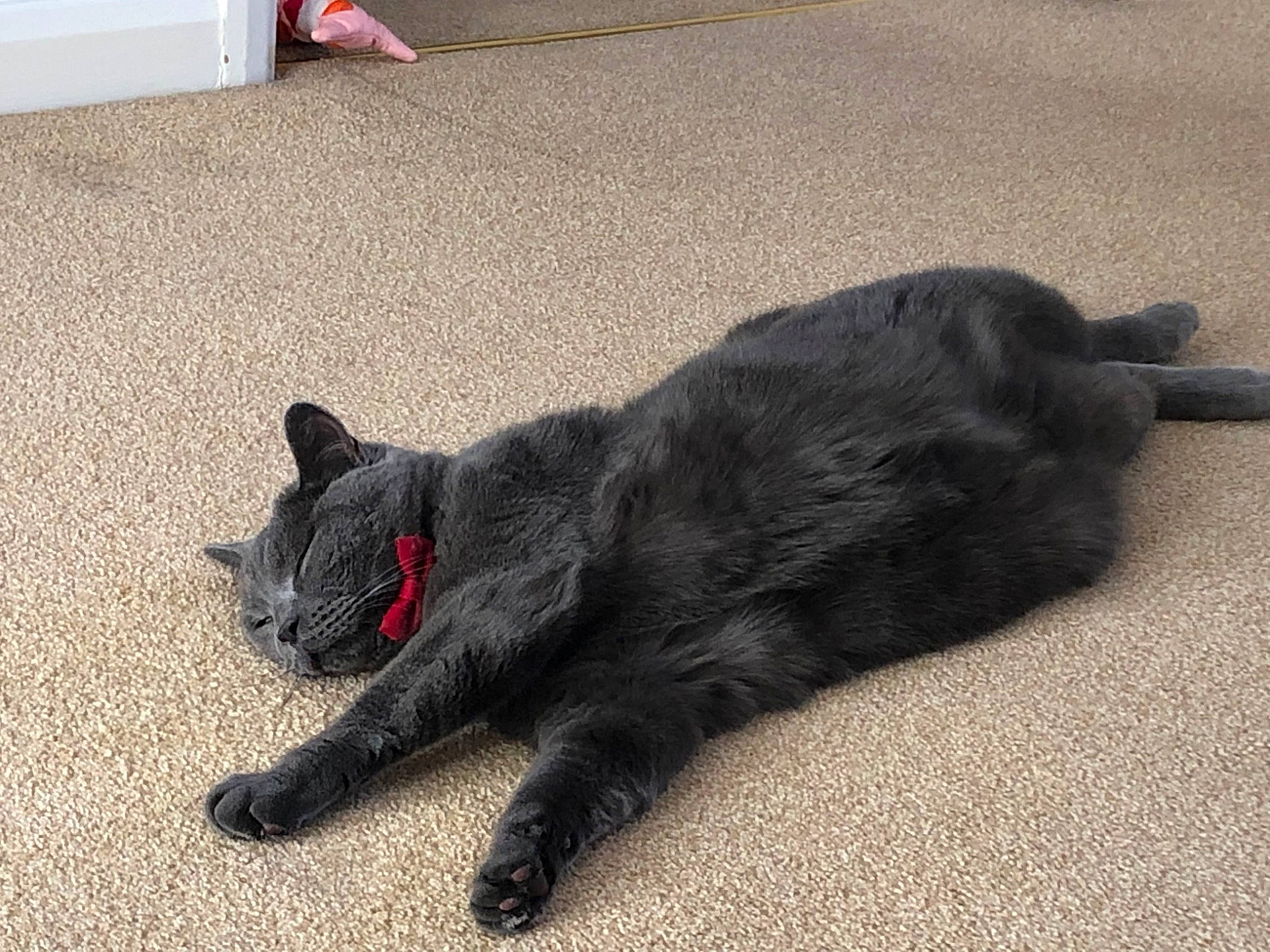 Gus joined the competition — help win amazing prizes! asphalt, black_cat, bombay, canidae, carnivore, cat, claw, dog_breed, domestic_short_haired_cat, felidae, flooring, fur, grey, paw, road_surface, small_to_medium_sized_cats, sporting_group, tail, terrestrial_animal, whiskers