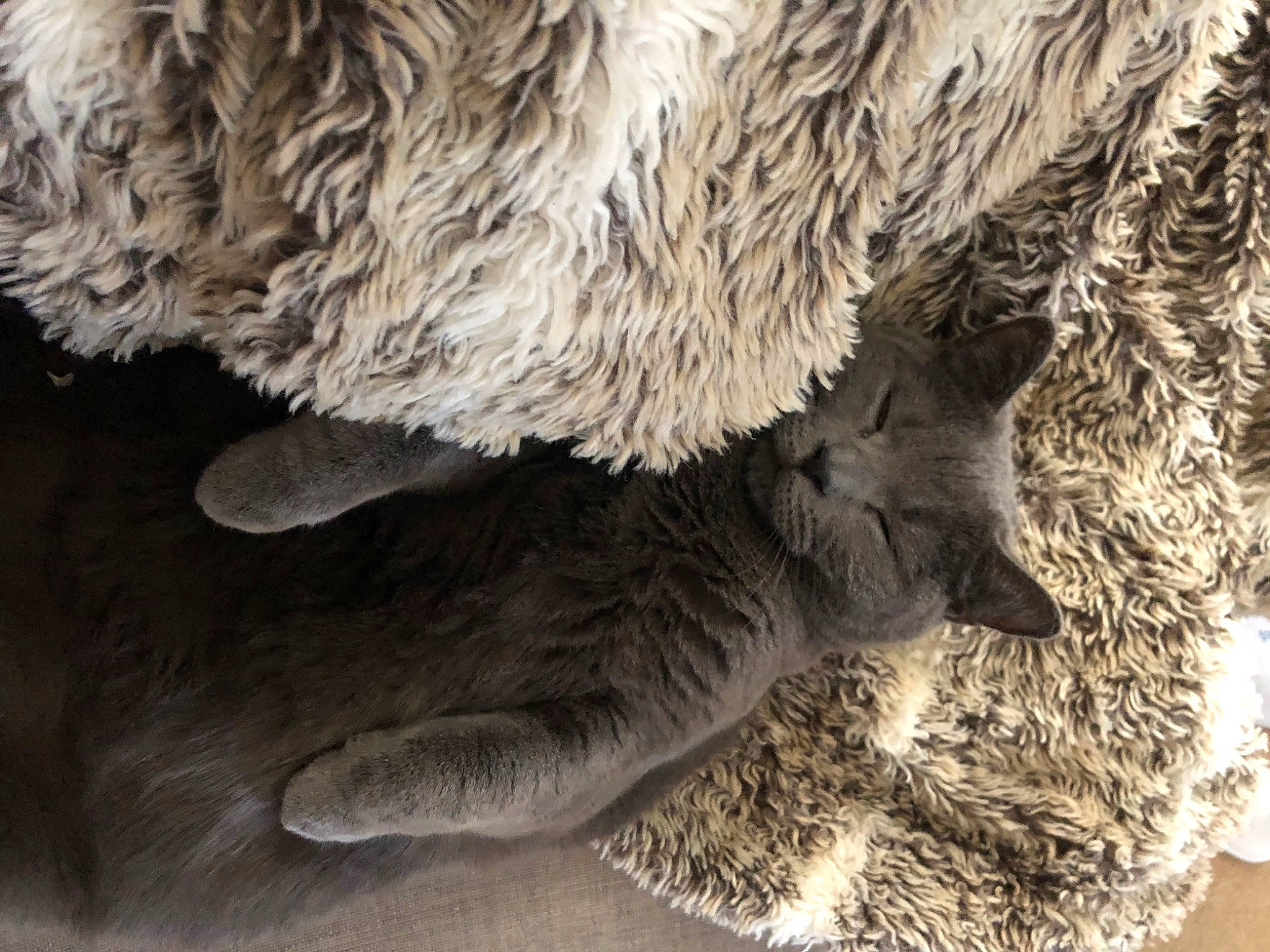 Gus joined the competition — help win amazing prizes! canidae, claw, felidae, fur, gesture, natural_material, pattern, paw, small_to_medium_sized_cats, snout, sporting_group, tail, terrestrial_animal, whiskers, wildlife, wool