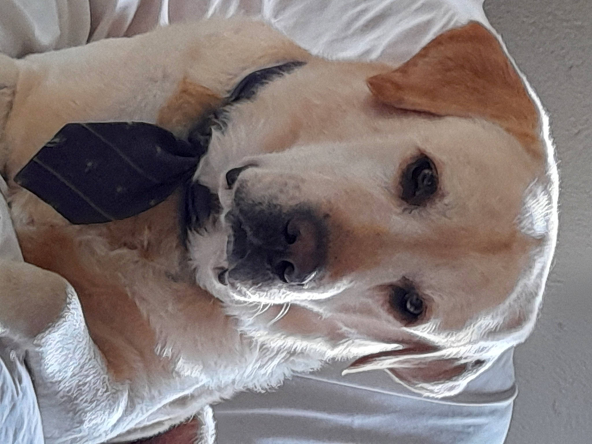 Jazz a rejoint le concours — aidez-le/la à gagner de superbes lots ! carnivore, collar, comfort, companion_dog, couch, dog, dog_breed, dog_supply, ear, fawn, fur, linens, non_sporting_group, pet_supply, sporting_group, terrestrial_animal, whiskers, working_animal