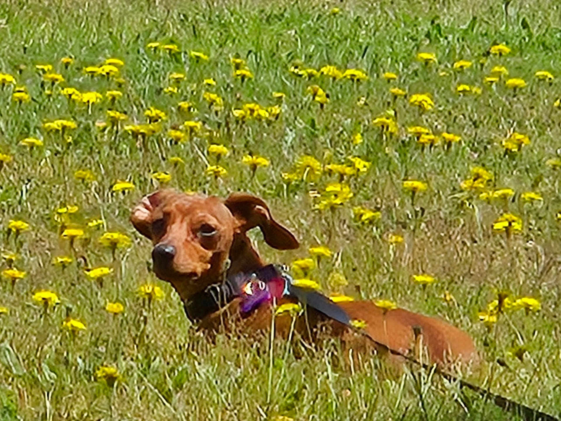 Tanzie joined the competition — help win amazing prizes! dog, brown_dog, field, yellow_flowers, grass, outdoor, pet, nature, animal, canine, floppy_ears, collar, leash, summer, sunlight, flora, wildflowers, cute, relaxed, daytime