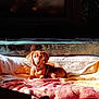 Tanzie joined the competition — help win amazing prizes! dog, brown_dog, blanket, fireplace, sunlight, cozy, pet, indoor, relaxing, warm, fur, collar, resting, comfort, home, animal, cute, small_dog, portrait, laying_down