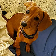Tanzie is registered to the contest to win money with this photo: dog, puppy, dachshund, brown_dog, pet, animal, cute, indoor, blanket, collar, curious, floppy_ears, looking_up, small_dog, canine, fur, domestic_animal, companion, young_dog, friendly