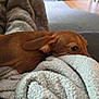 Tanzie joined the competition — help win amazing prizes! dog, dachshund, blanket, couch, brown, pet, indoor, cozy, fur, snuggling, resting, comfort, home, texture, soft, relaxed, animal, canine, fur_texture, living_room