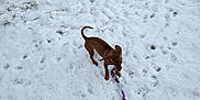 Tanzie is registered to the contest to win money with this photo: dog, snow, leash, footprints, outdoor, playful, brown_dog, pet, winter, grass, small_dog, canine, animal, cold, nature, ground, walking, puppy, daytime, fun