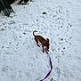 dog, snow, leash, footprints, outdoor, playful, brown_dog, pet, winter, grass, small_dog, canine, animal, cold, nature, ground, walking, puppy, daytime, fun